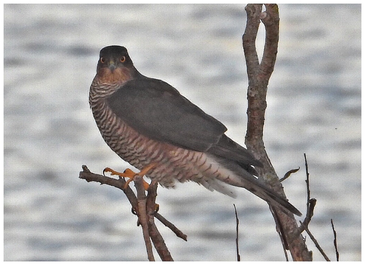 北雀鷹 - ML645999895