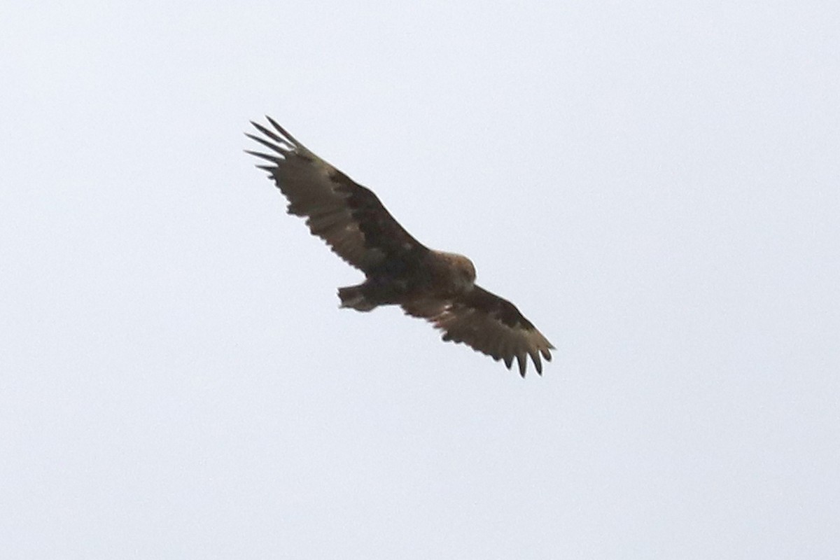 Bateleur - ML645999906