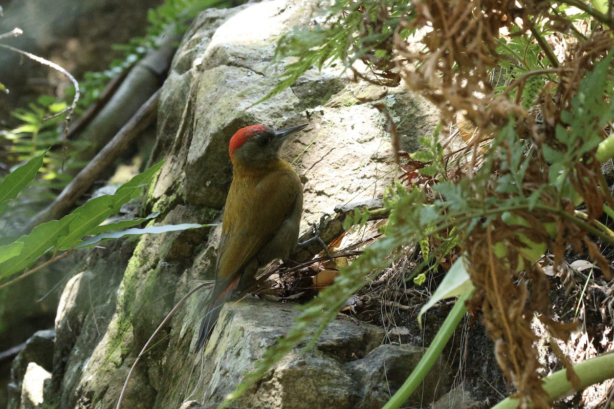 Olive Woodpecker - ML645999909
