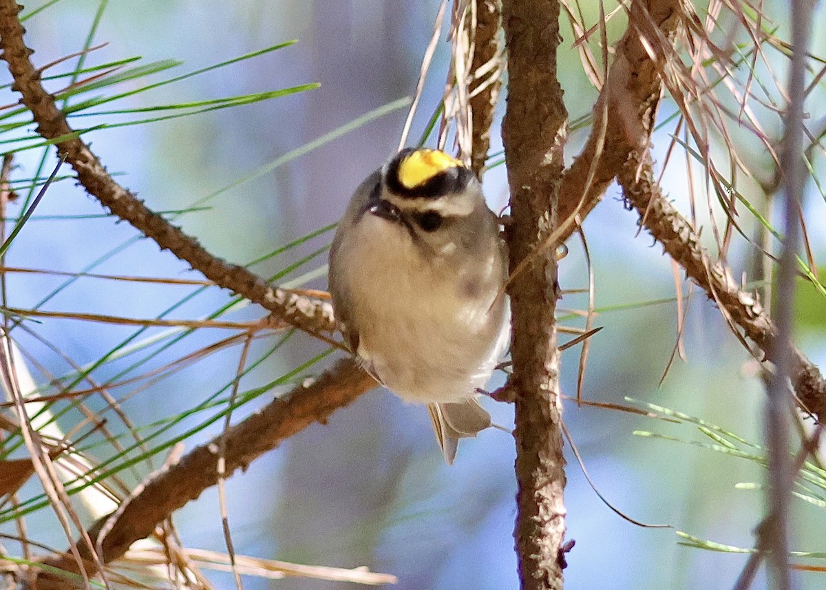 Golden-crowned Kinglet - ML645999913
