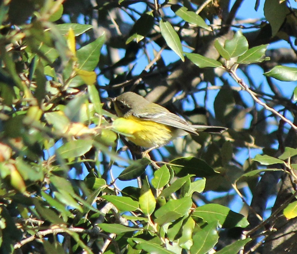 Magnolia Warbler - ML645999914