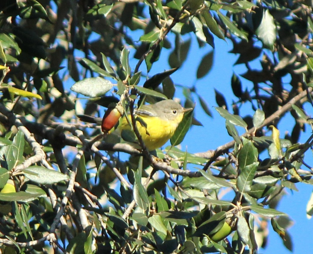 Magnolia Warbler - ML645999915
