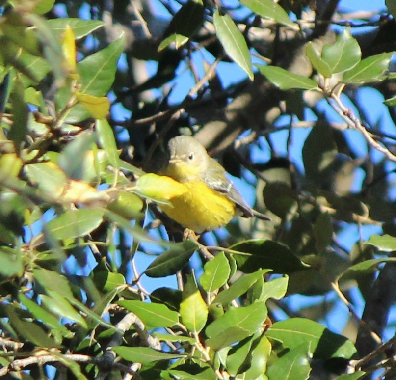 Magnolia Warbler - ML645999916