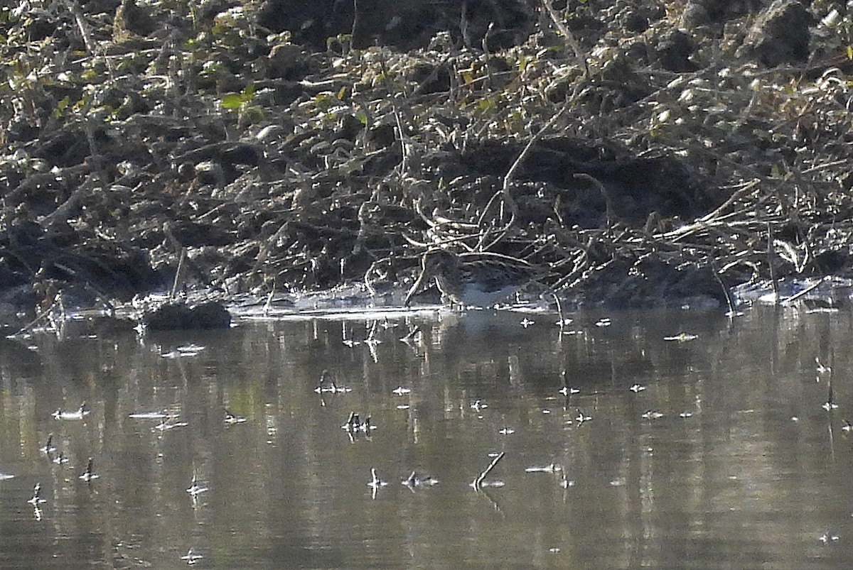 Agachadiza Chica - ML645999935