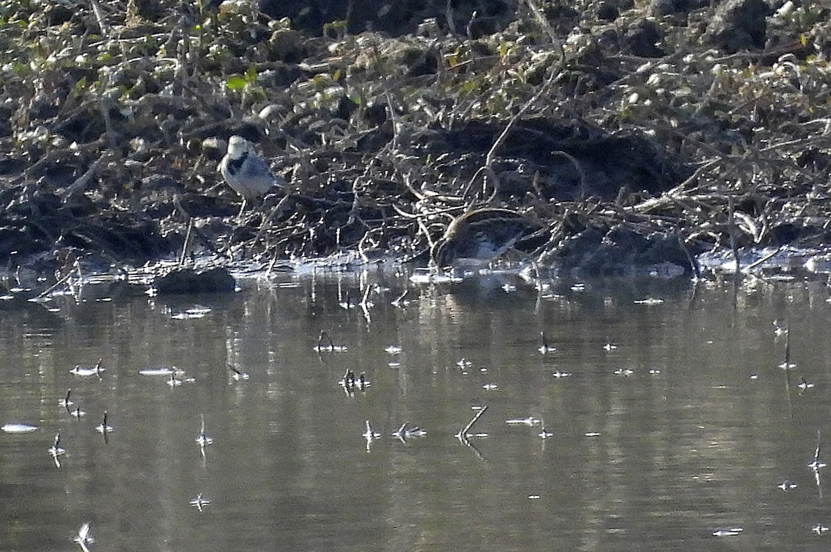 Agachadiza Chica - ML645999937