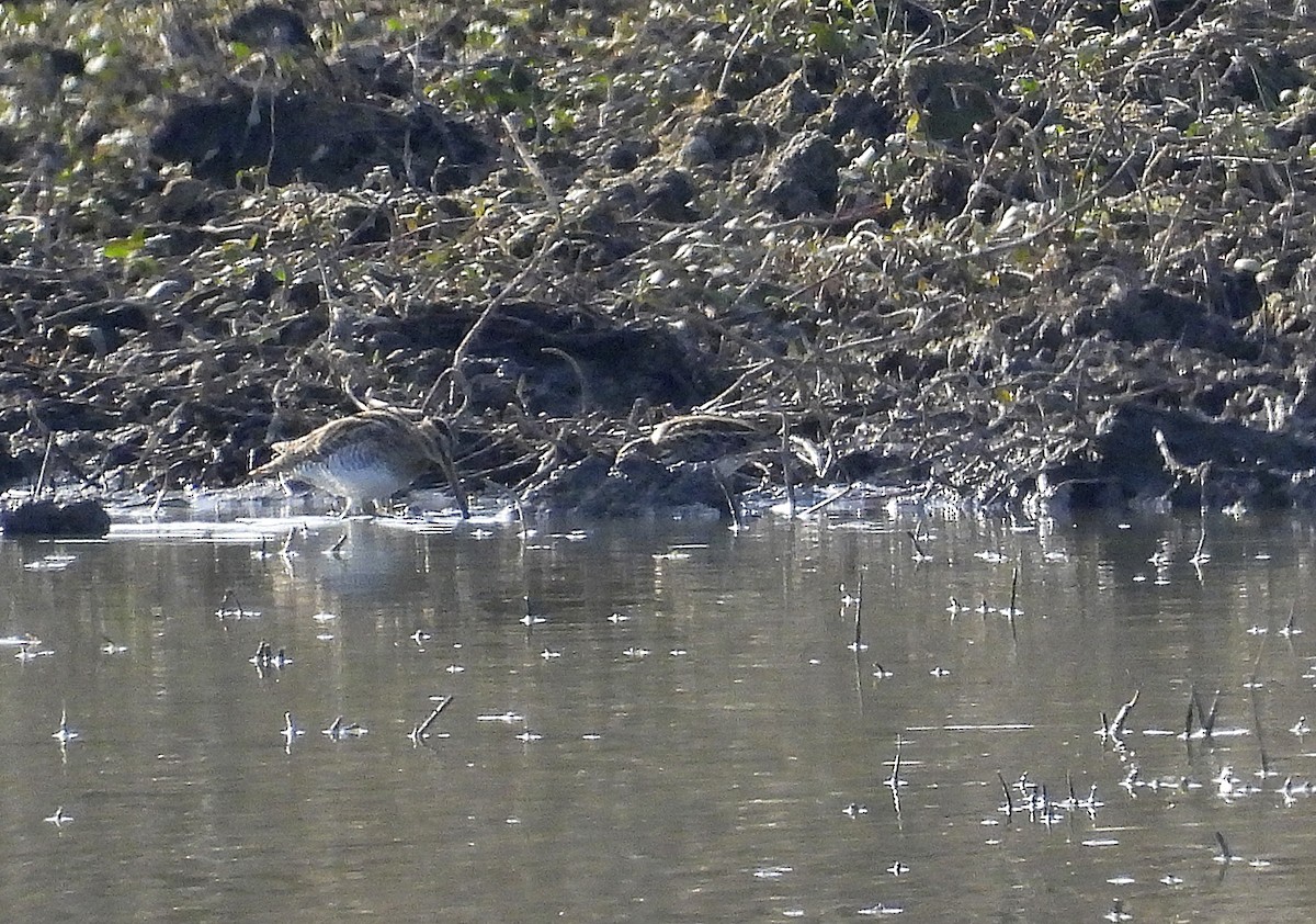 Agachadiza Chica - ML645999942