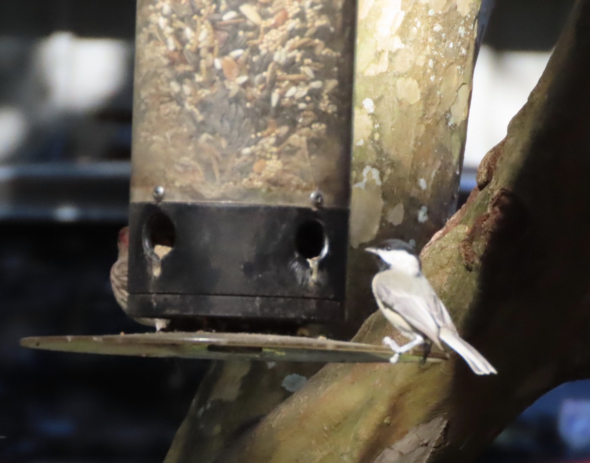 Каролинская гаичка - ML645999957