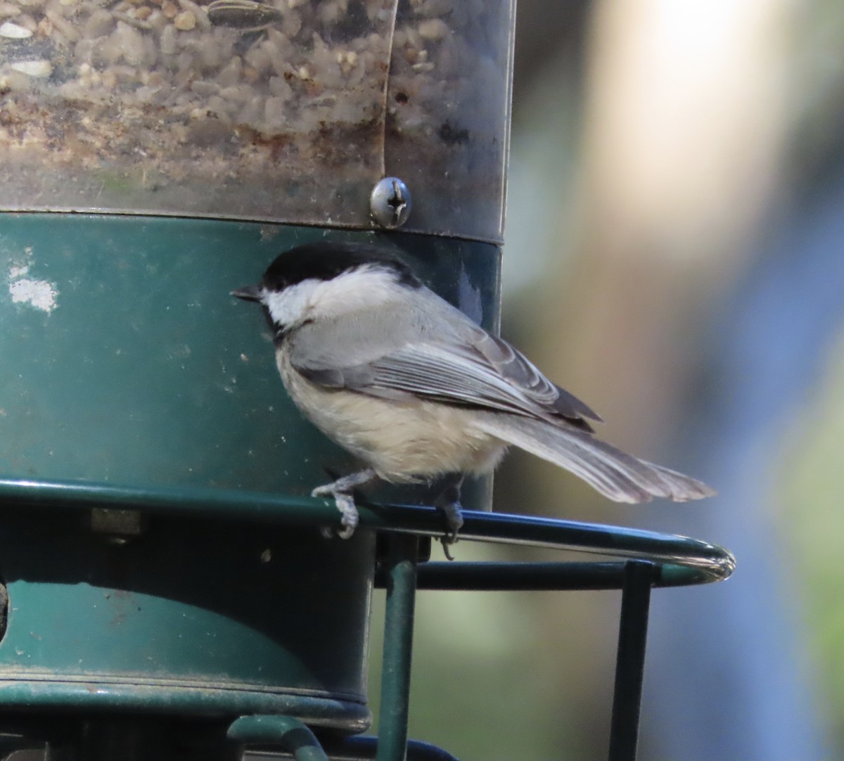 Каролинская гаичка - ML645999958