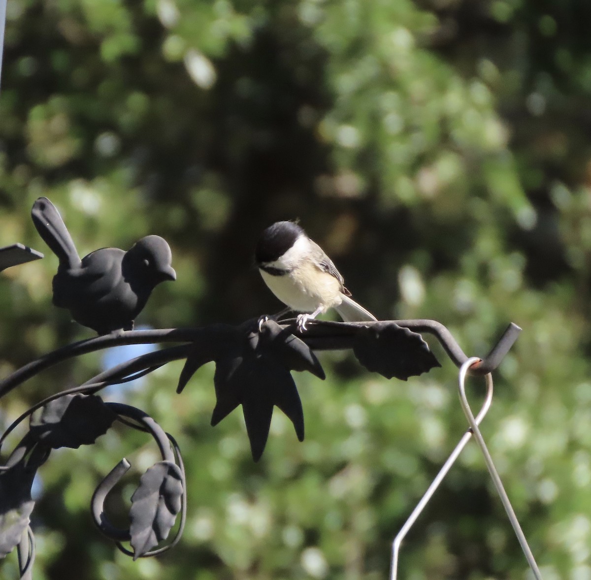 Каролинская гаичка - ML645999959