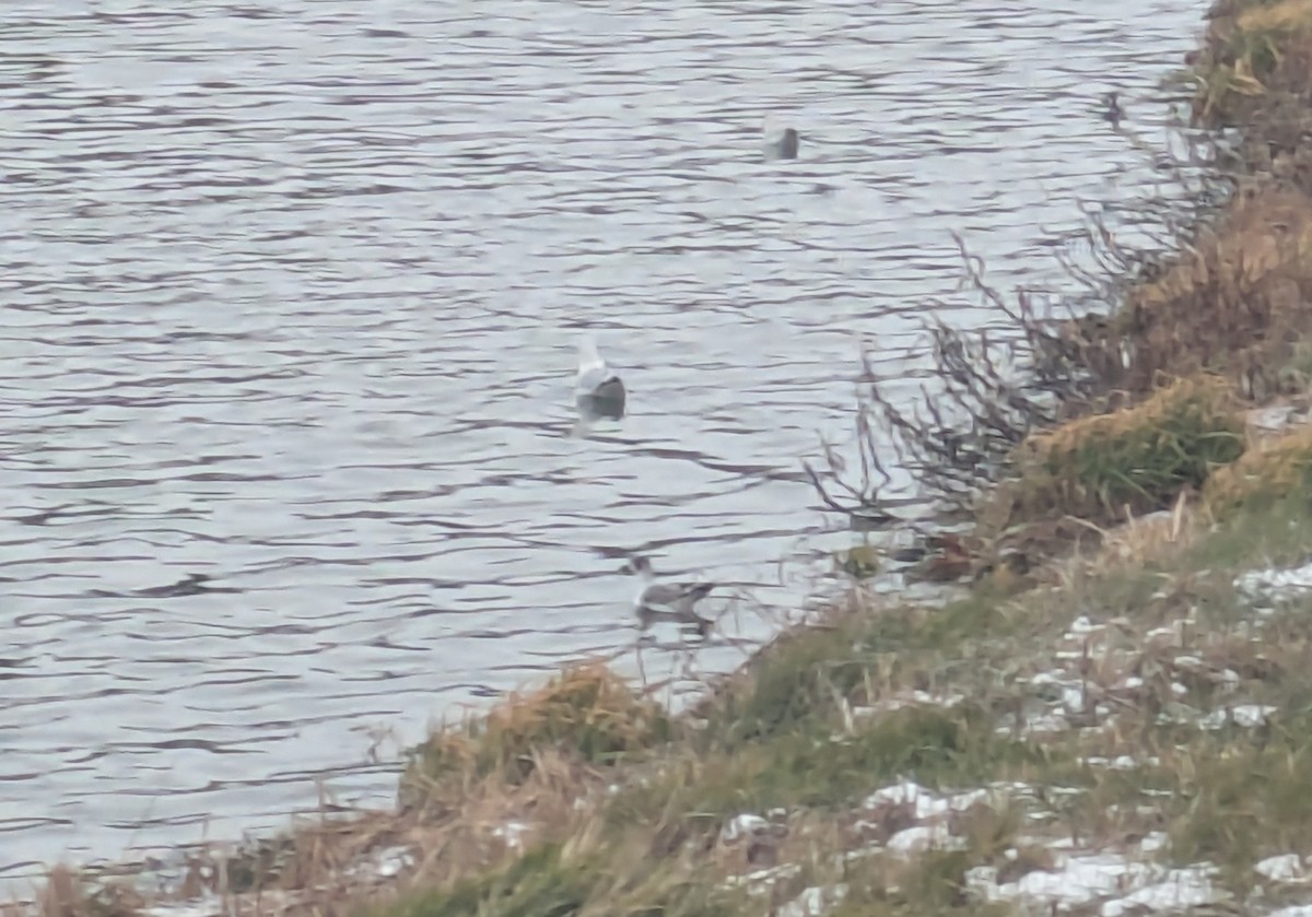 racek vnitrozemský - ML645999960