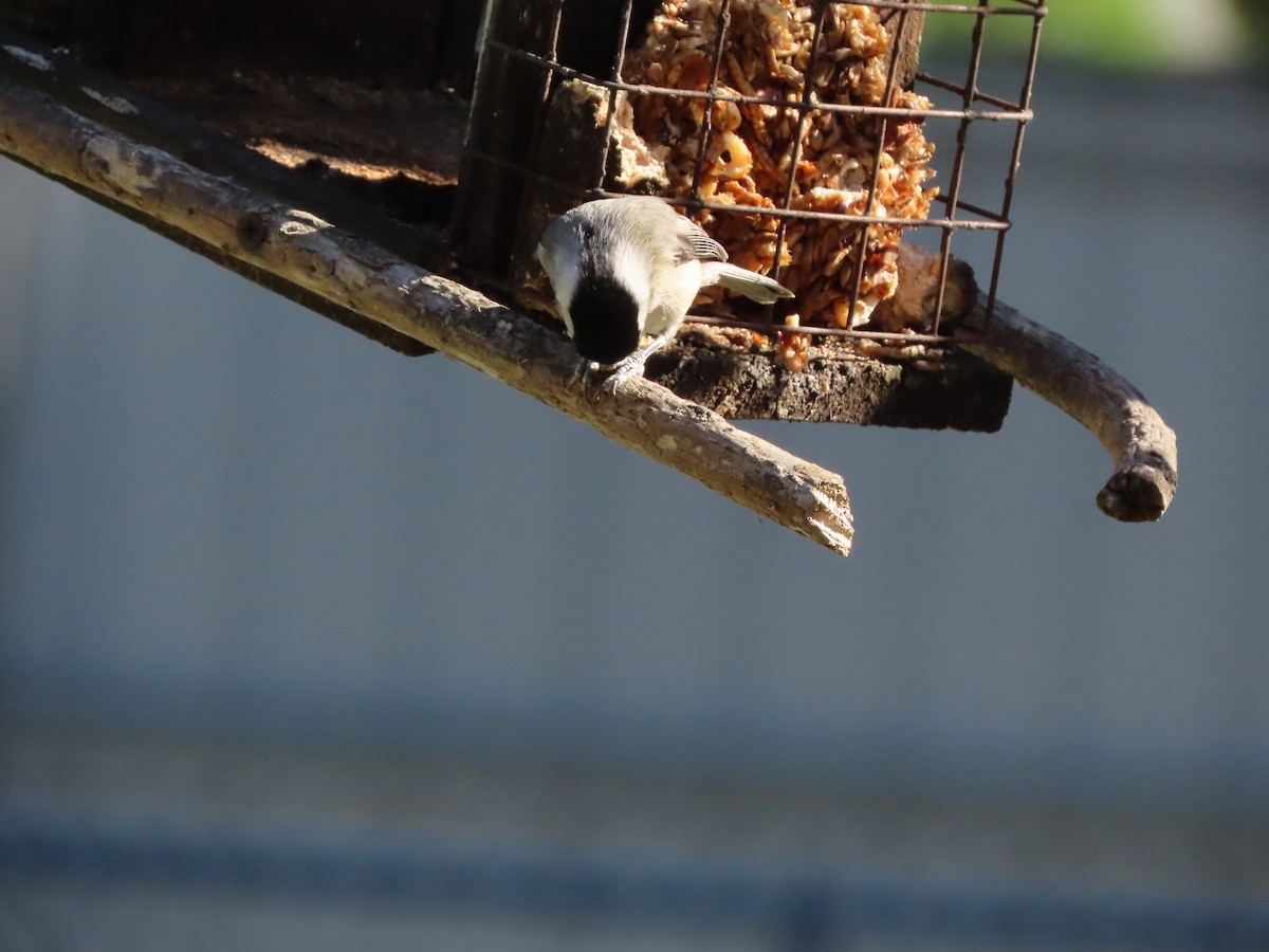 Каролинская гаичка - ML645999962