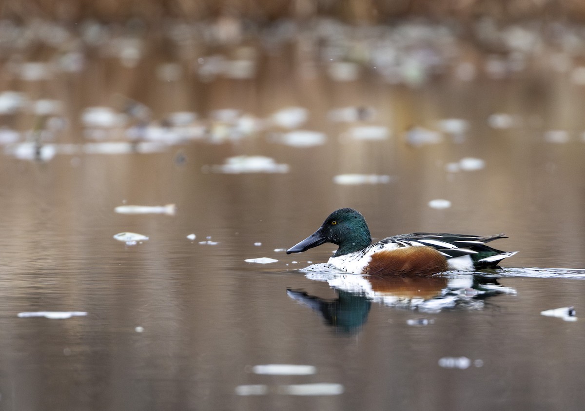 Northern Shoveler - ML645999964