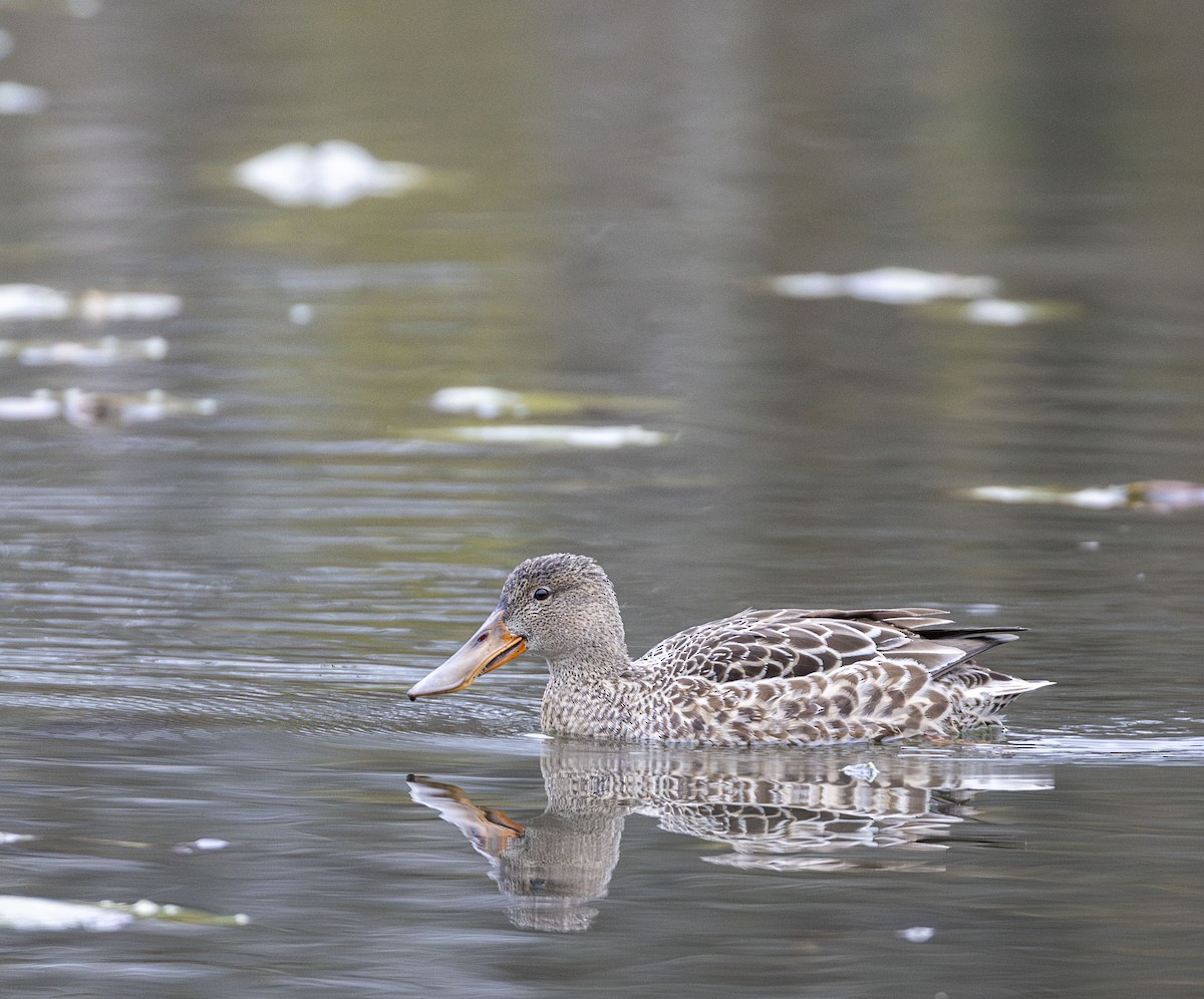 Northern Shoveler - ML645999965