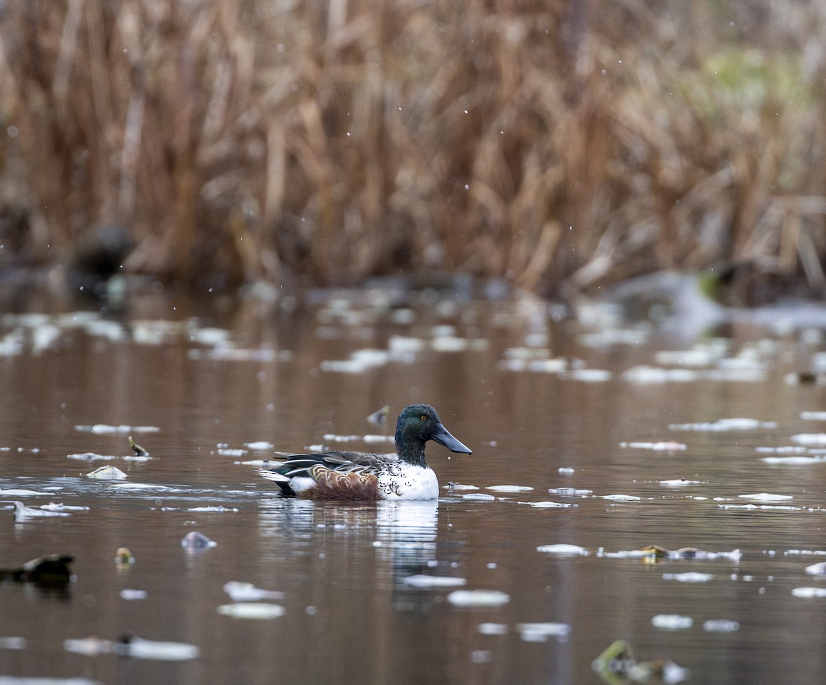 Northern Shoveler - ML645999966