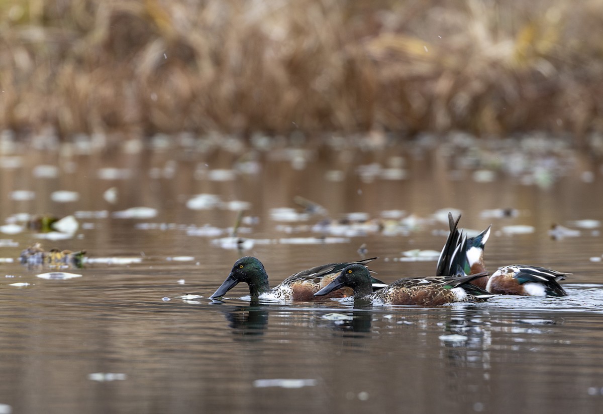Northern Shoveler - ML645999967