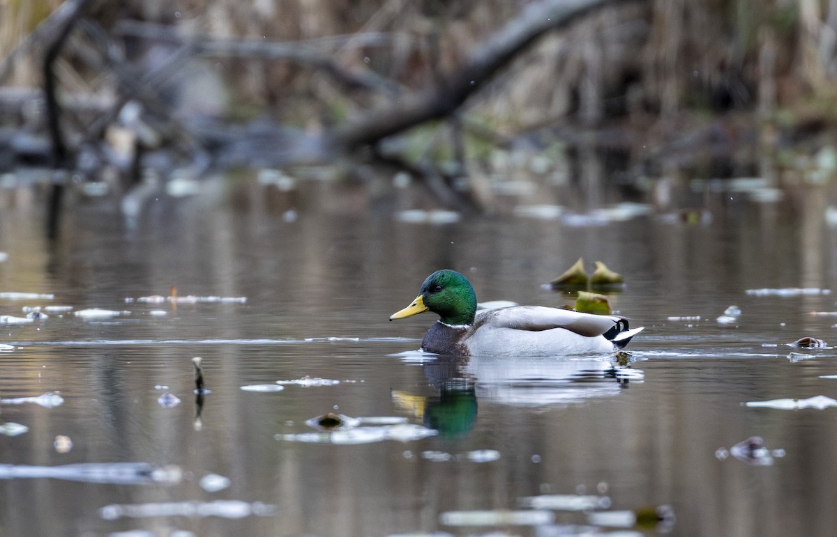 Mallard - ML645999971