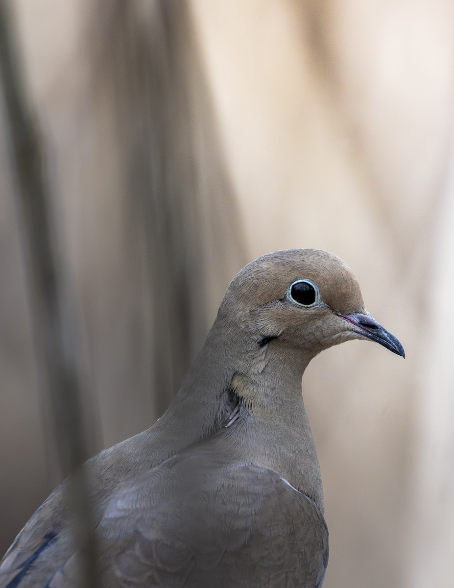 Mourning Dove - ML645999972