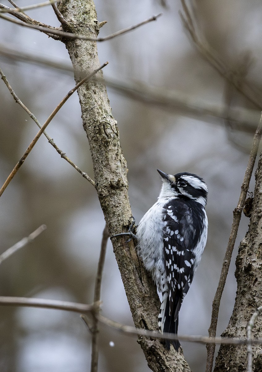 Downy Woodpecker - ML645999977