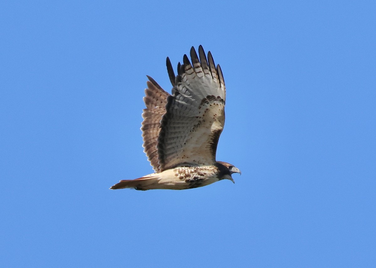 Red-tailed Hawk - ML645999978
