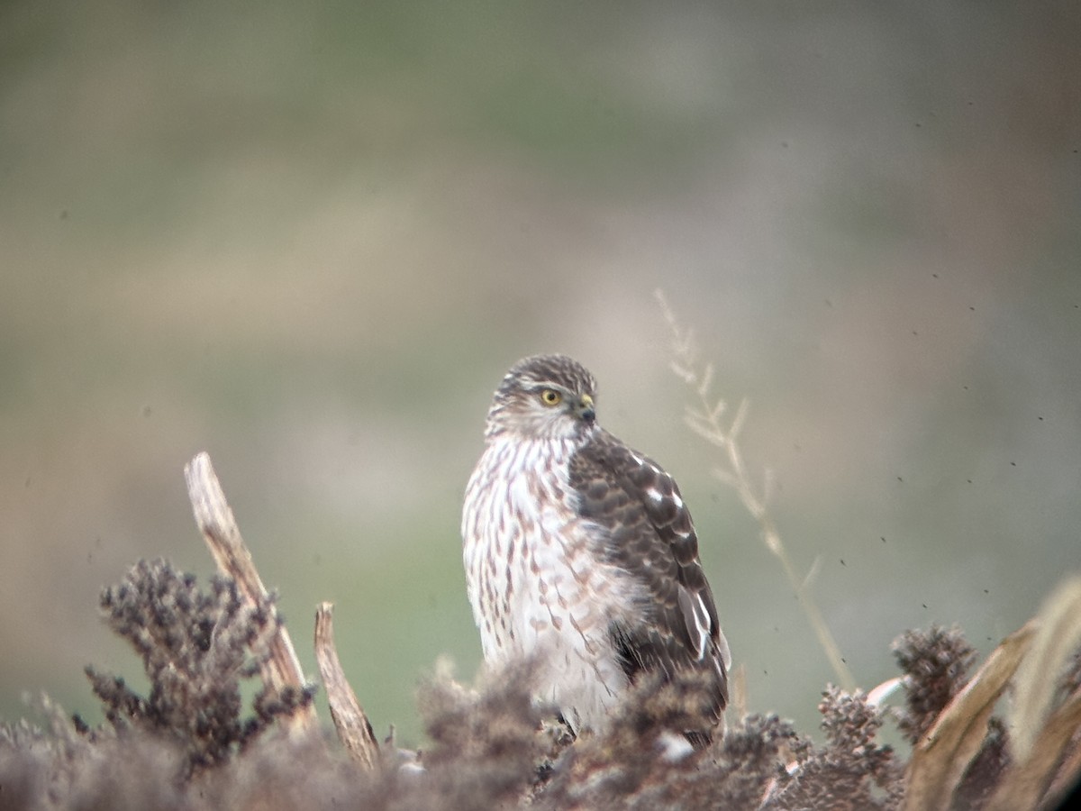 Sharp-shinned Hawk - ML645999983