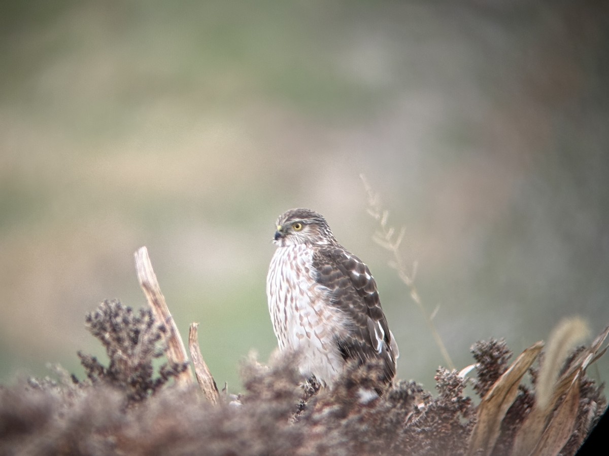 Sharp-shinned Hawk - ML645999984