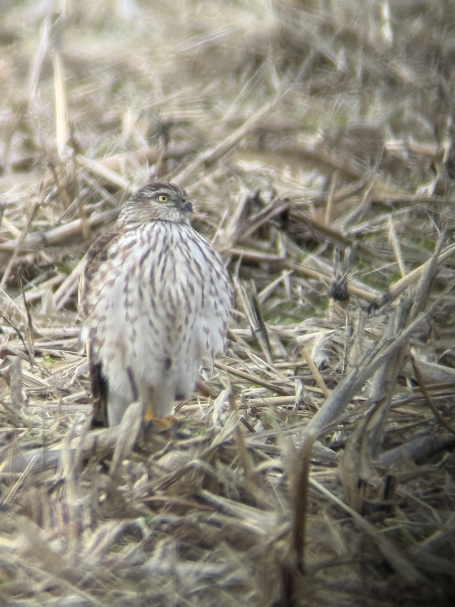 Sharp-shinned Hawk - ML645999985