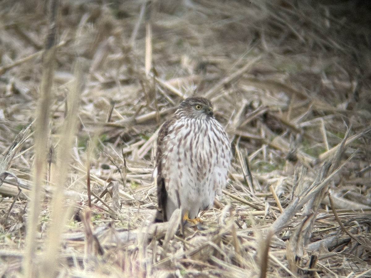 Sharp-shinned Hawk - ML645999986