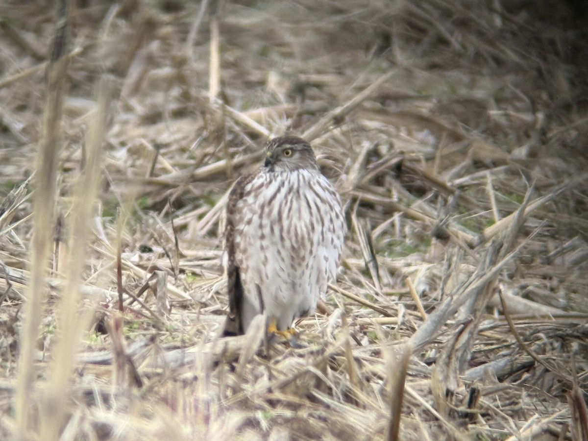 Sharp-shinned Hawk - ML645999987