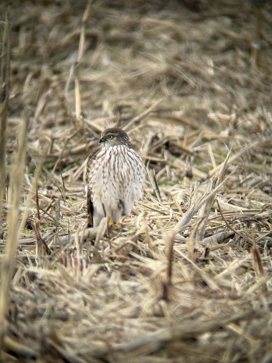 Sharp-shinned Hawk - ML645999988