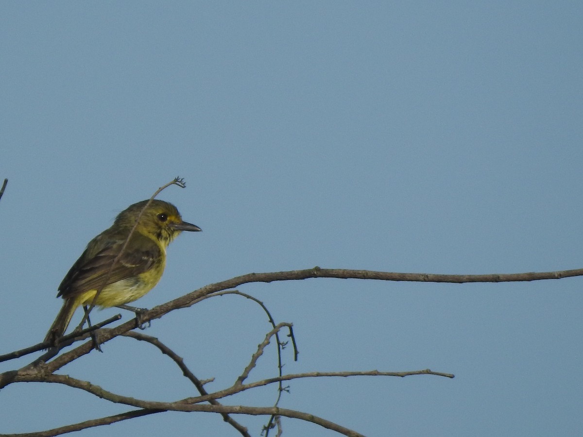 Mangrove Vireo - ML645999992
