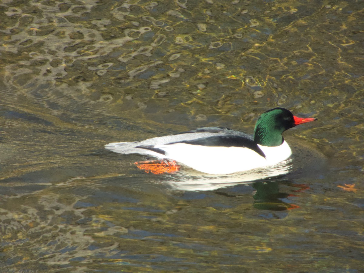 Common Merganser - ML645999995
