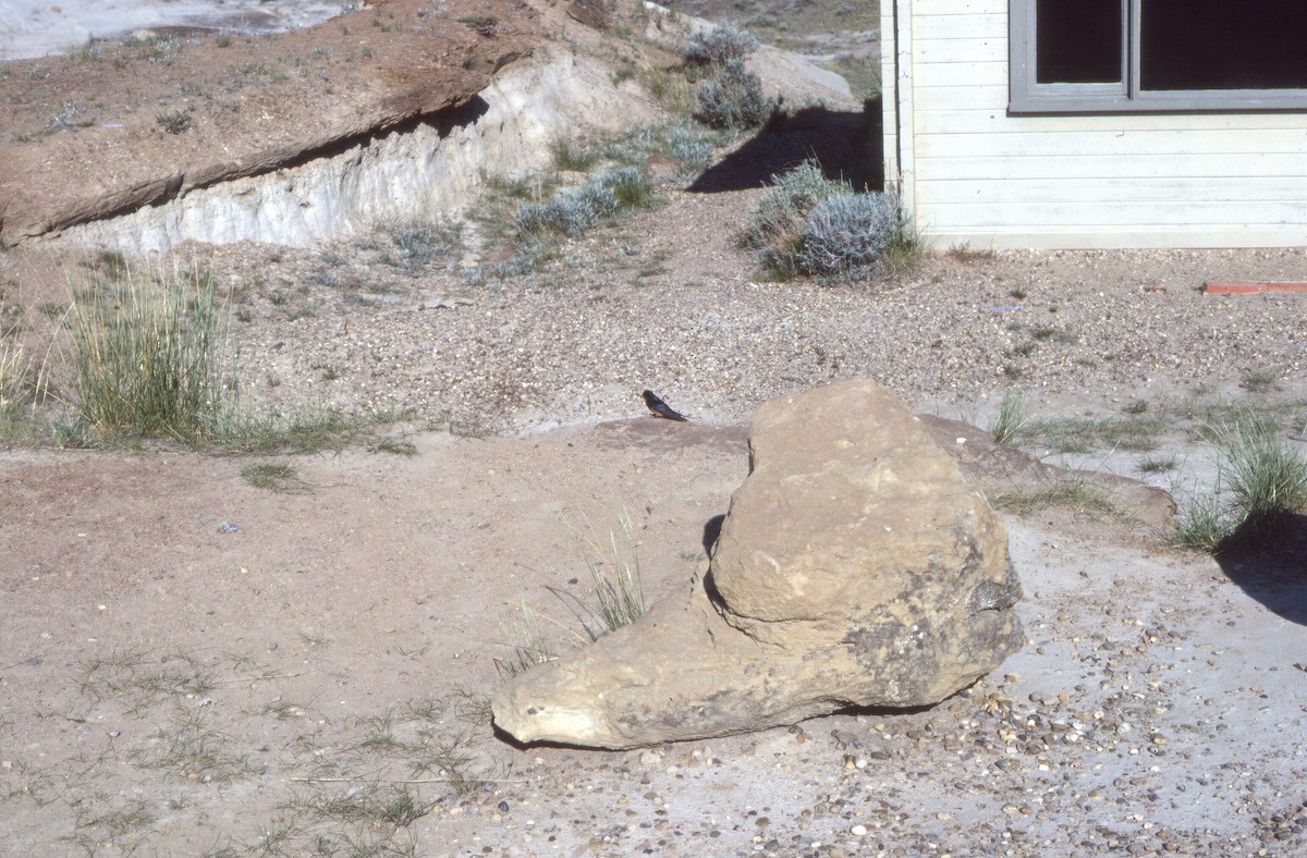 vlaštovka obecná - ML646000004