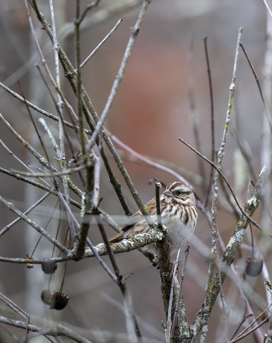 Song Sparrow - ML646000014