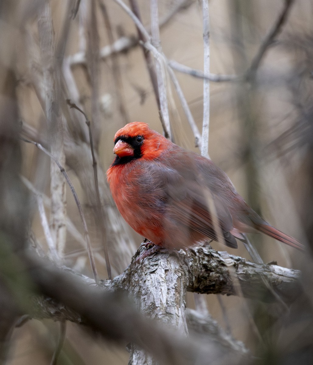 Northern Cardinal - ML646000019