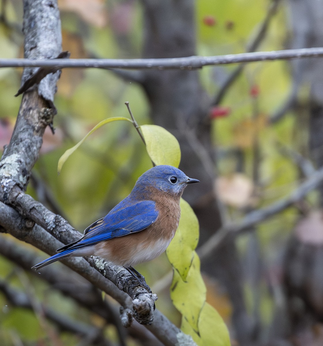 Eastern Bluebird - ML646000030