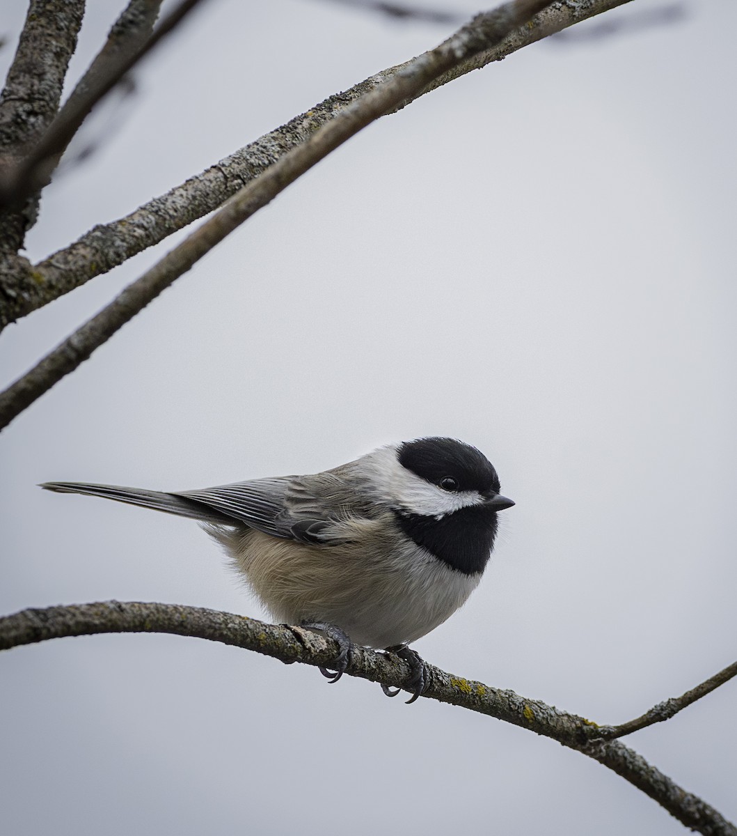 Каролинская гаичка - ML646000036