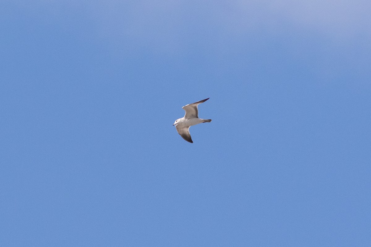 Ring-billed Gull - ML646000047