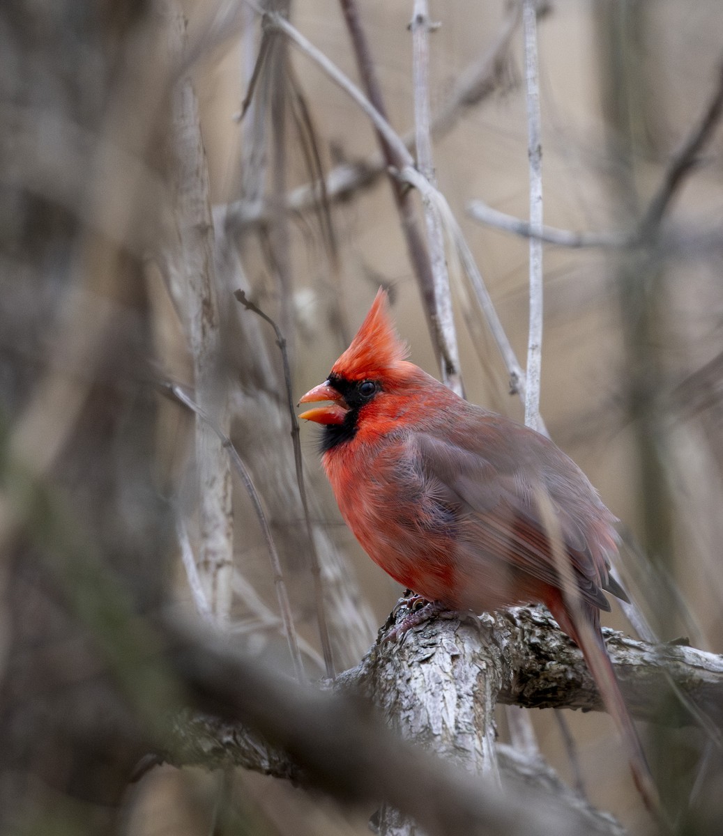 Northern Cardinal - ML646000049