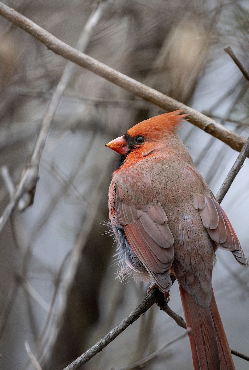 Northern Cardinal - ML646000050