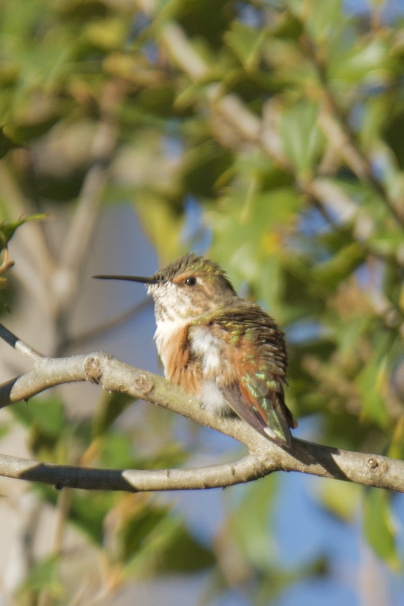 Rufous Hummingbird - ML646000051