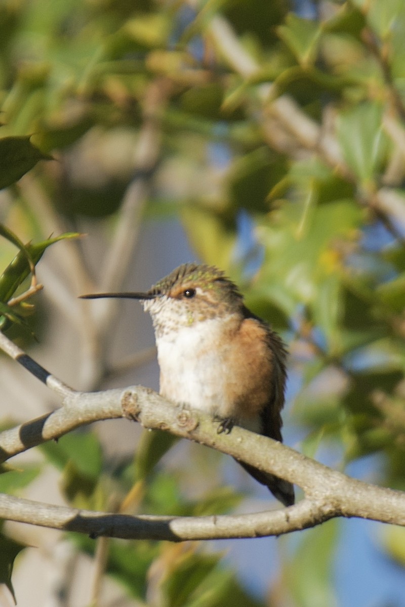 Rufous Hummingbird - ML646000052
