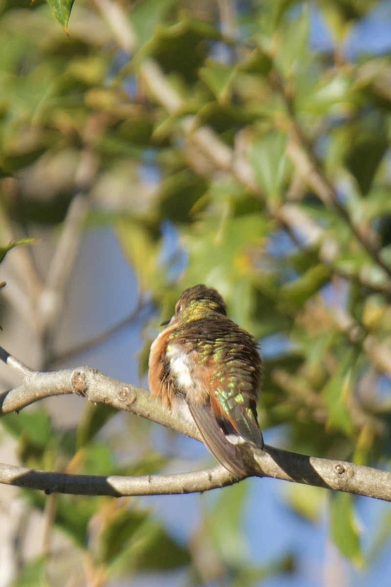 Rufous Hummingbird - ML646000053