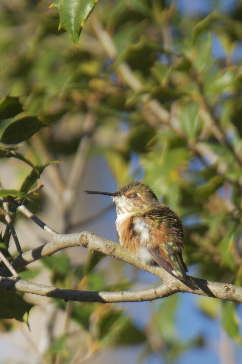 Rufous Hummingbird - ML646000054