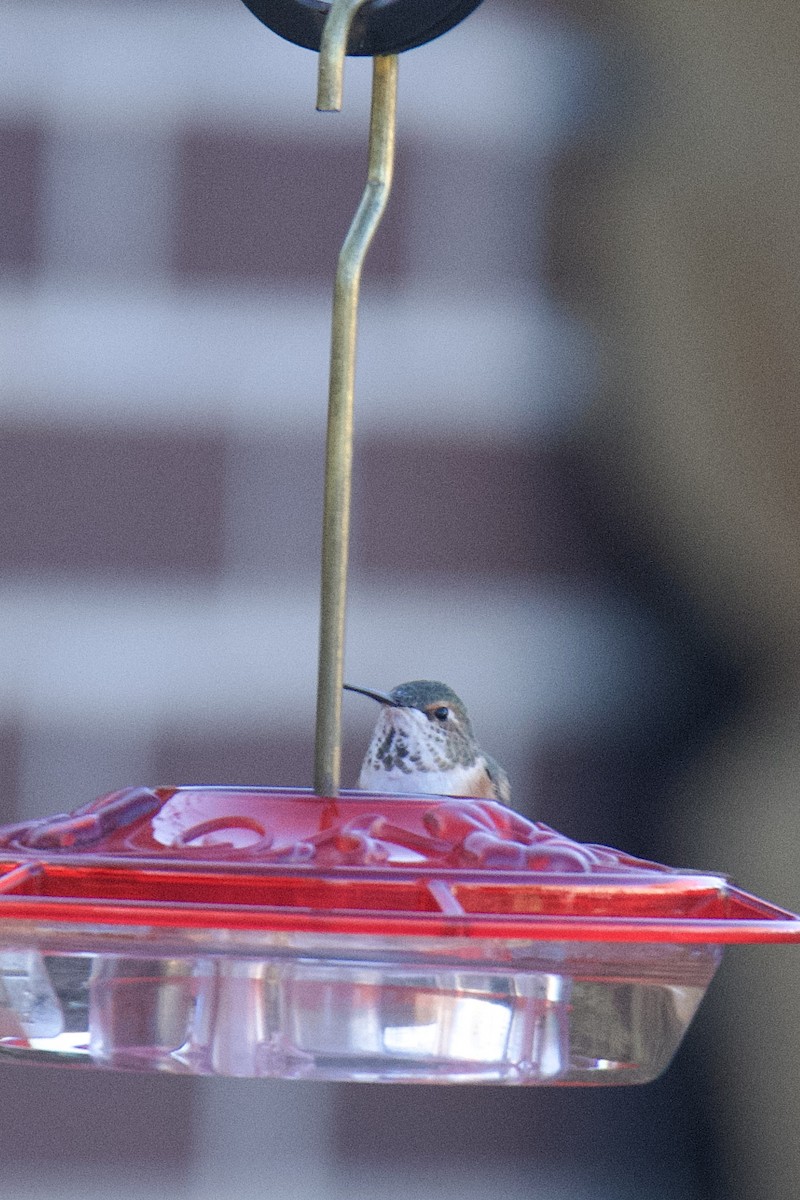 Rufous Hummingbird - ML646000055