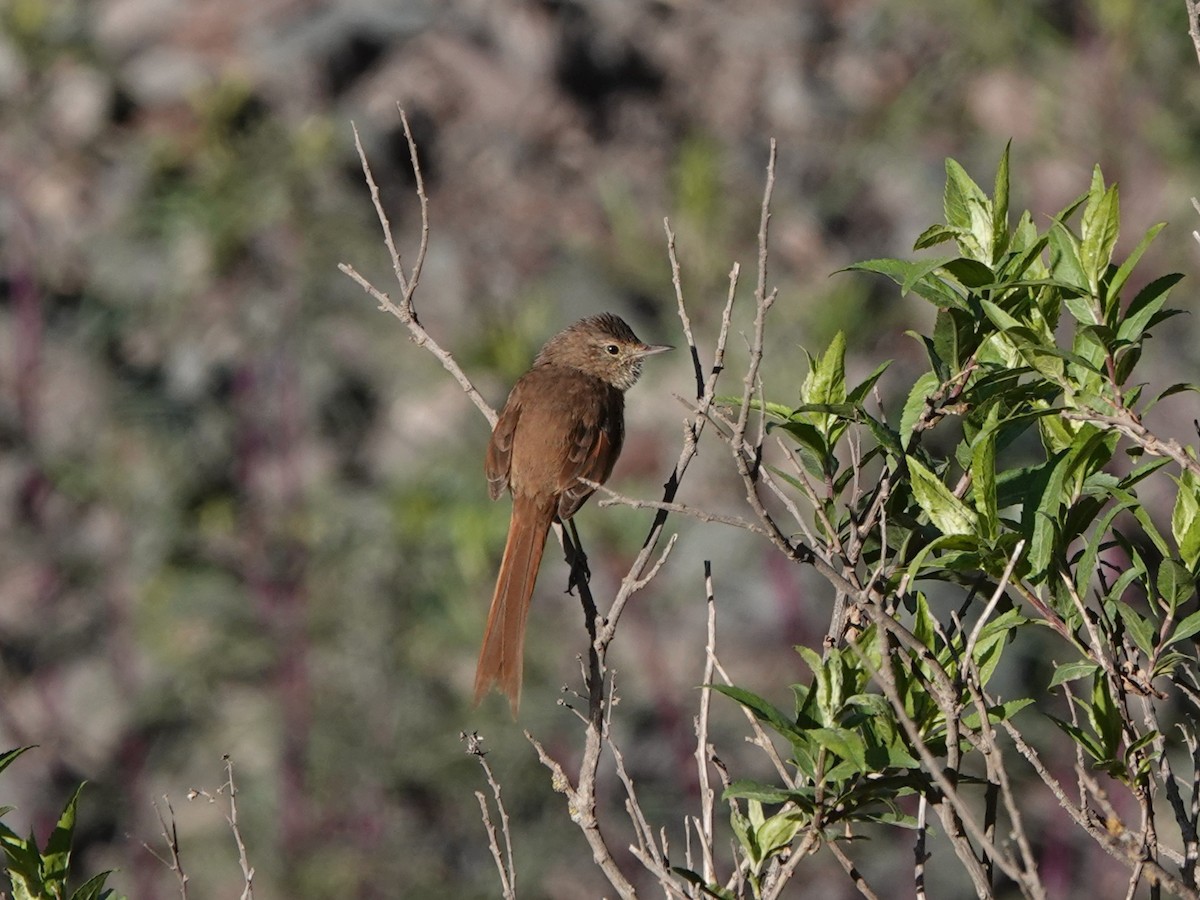 Maquis Canastero - ML646000072