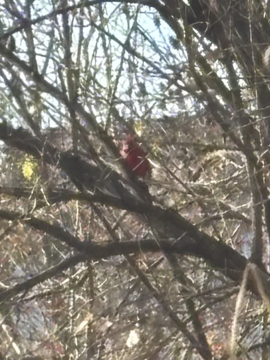 Northern Cardinal - ML646000077