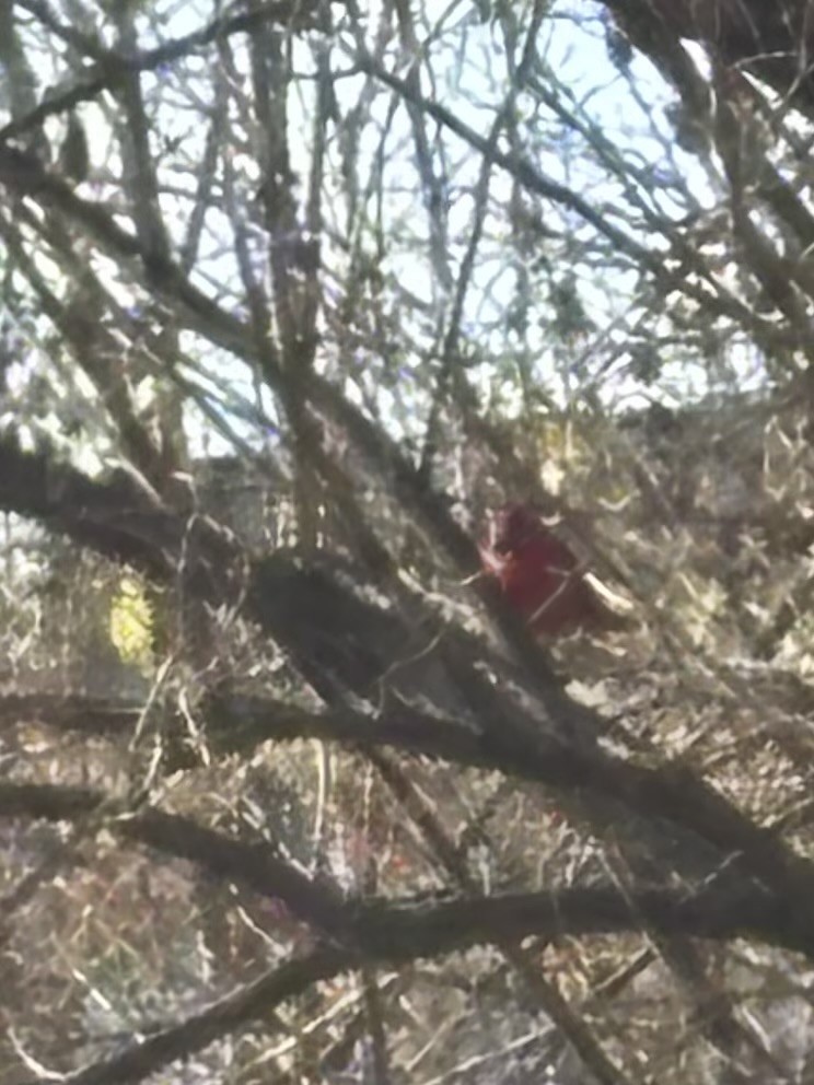 Northern Cardinal - ML646000078