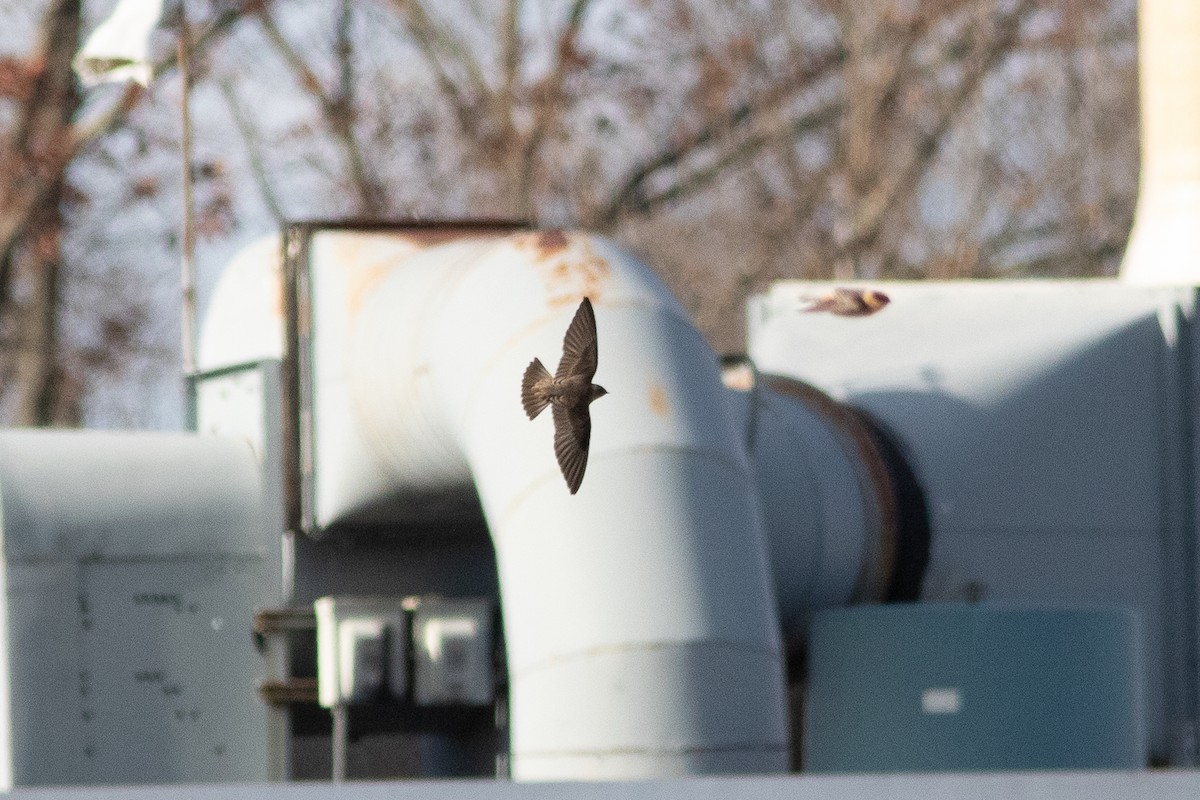 Northern Rough-winged Swallow - ML646000083