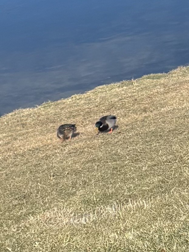 Mallard - ML646000090