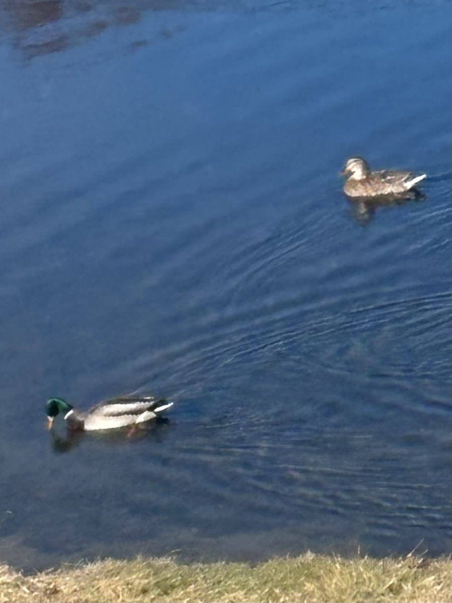 Mallard - ML646000091